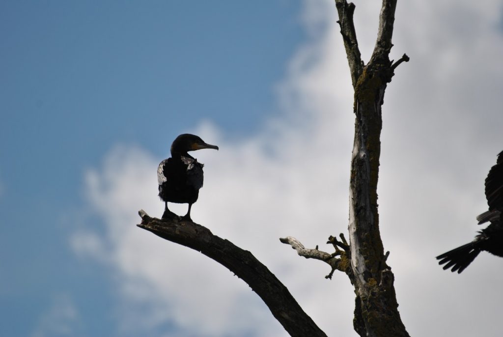 Kormoran